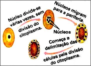 ocorrem na região da cicatrícula SUPERFICIAL Ocorre em ovos