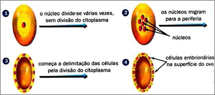 Segmentação MEROBLÁSTICA