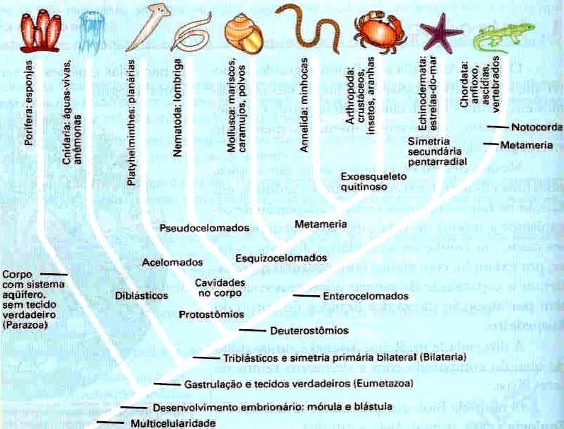 Cladograma -