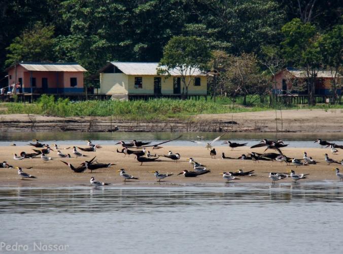 2 dia visitando as comunidades e trilha noturna Visitando as comunidades tradicionais e reconhecendo a floresta amazônica Vivejar A manhã começa no Uakari Lodge!