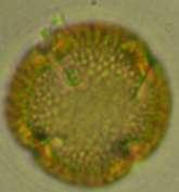 ANÁLISES MICROSCÓPICAS (POLÍNICAS) As análises microscópicas incluem as análises polínicas que são essenciais para determinar a origem botânica e