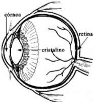 necessárioumesforçoparaalterar a curvatura do cristalino, e assimvariar a distância focal da lente.