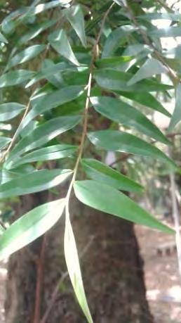terebinthifolia