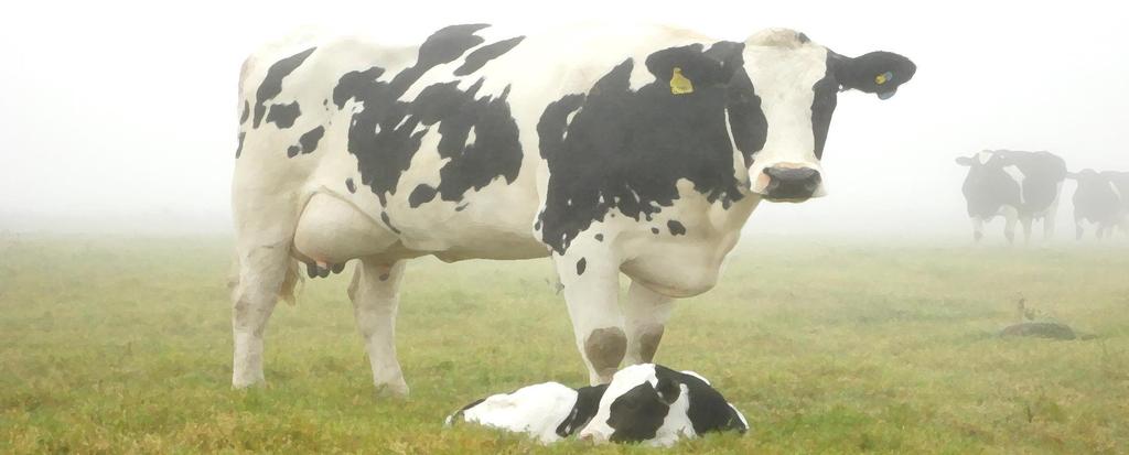 Conclusão A genotipagem dos animais e consequente monitoramento de leite do