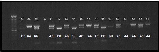 da Polimerase (PCR) em DNA Digestão