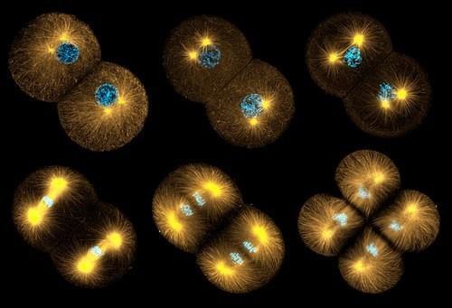 MEIOSE Produz quatro células haploides (n) a