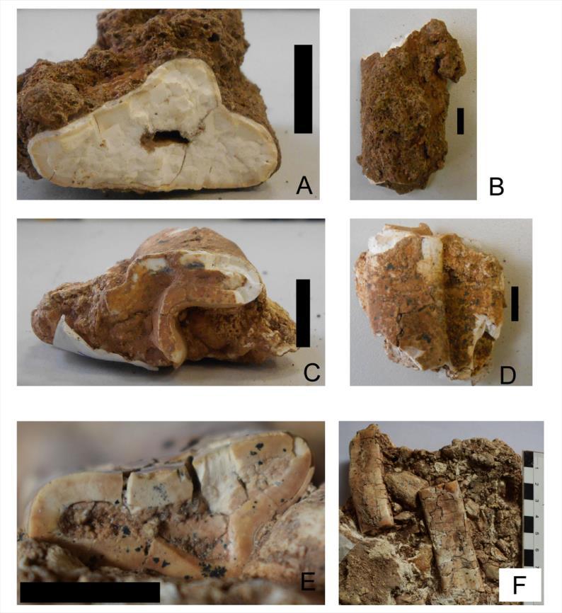 Segundo molariforme inferior (P18) de provável Scelidotherium. Vista oclusal (A) e lateral (B).