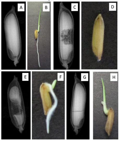 460 Morfologia interna e germinação de sementes... translocação de substâncias de reserva para o eixo embrionário resultam em plântulas anormais ou em sementes não germinadas.