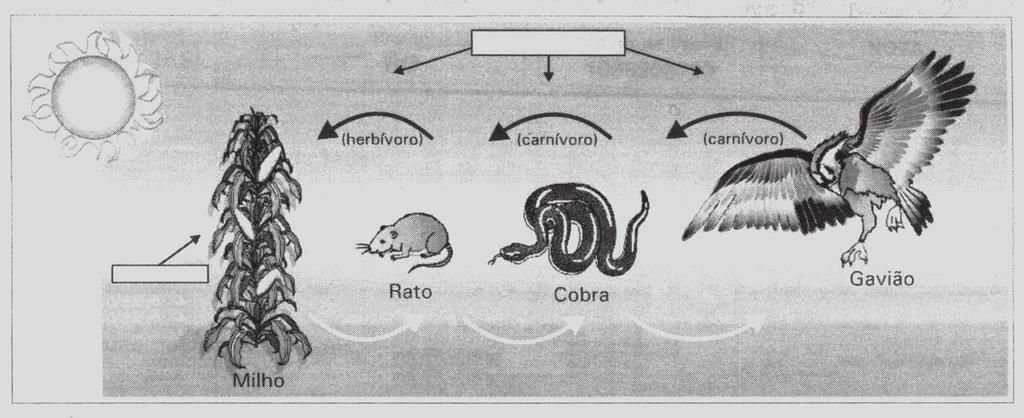 10. Observe o desenho da cadeia alimentar terrestre, a seguir, e classifique os elos (componentes) dessa cadeia: 11. Diferencie reciclagem de reúso. 14.