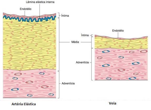 (mais espessa), enquanto que nas veias a túnica