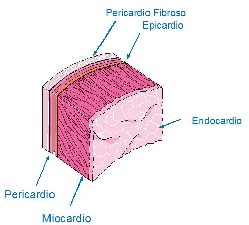 Entre o miocárdio e a camada subendotelial, há uma camada de conjuntivo rico em veias, nervos e ramos do sistema gerador e de condução do impulso (marcapasso) para contração do coração (células de