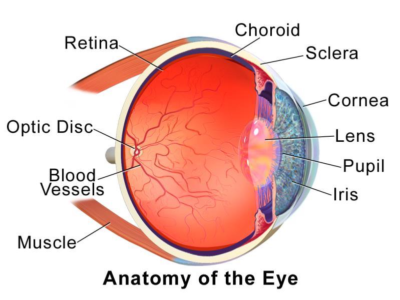 2. Caso Clínico Suspeita de Descolamento de Retina 2.1 