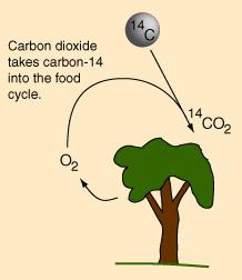 Esse isótopo do carbono liga-se facilmente