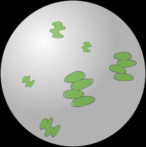 Em nossa pesquisa, analisamos o efeito da quantidade de nutrientes sobre o crescimento de uma espécie de microalga multicelular (4 células) e outra unicelular (uma única célula).