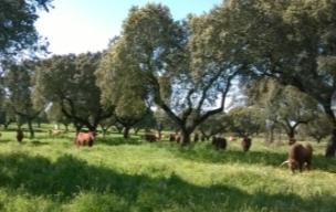 O que posso ganhar com o planeamento Go BovMais Melhoria da produtividade da fileira dos bovinos de carne http://www.bovmais.