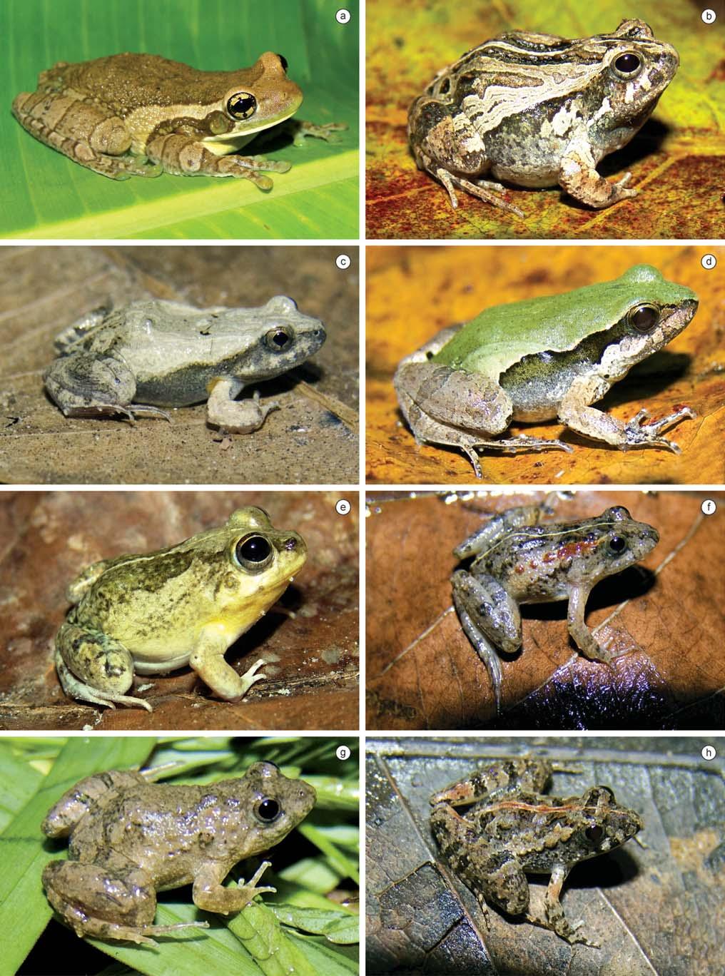 Biota Neotrop., vol. 10, no. 3 235 Amphibians and reptiles from a highly diverse area of the Caatinga domain Figure 5. Amphibian species found in the region of CPI.