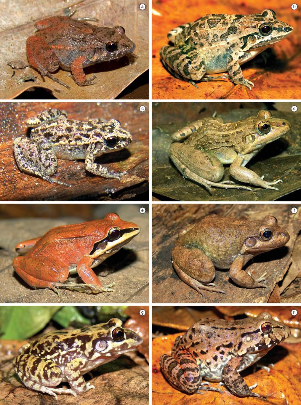 236 Biota Neotrop., vol. 10, no. 3 Loebmann, D. & Haddad, C.F.B. Figure 6. Amphibian species found in the region of CPI. a) Leptodactylus sp. (aff.