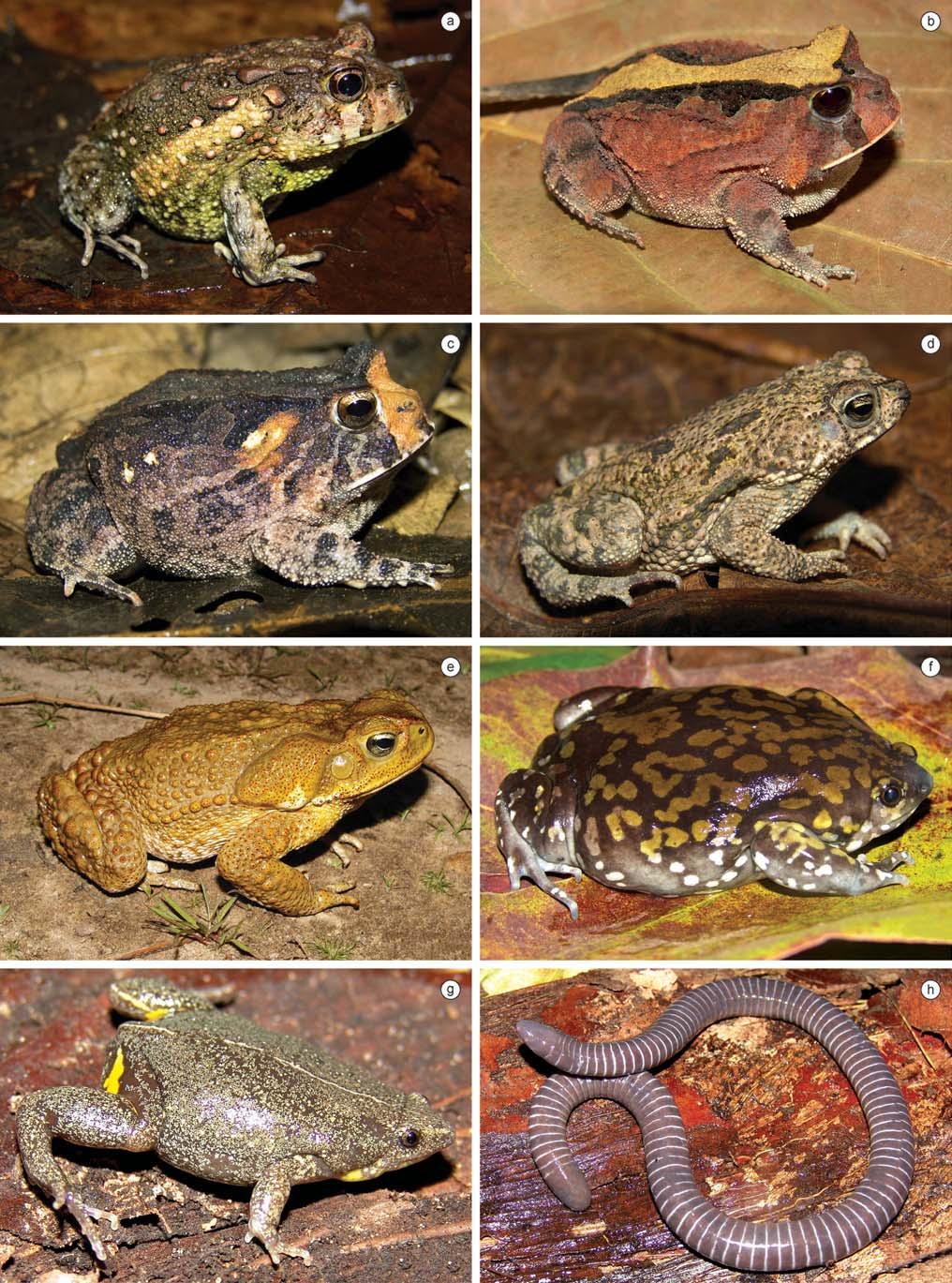 Biota Neotrop., vol. 10, no. 3 237 Amphibians and reptiles from a highly diverse area of the Caatinga domain Figure 7. Amphibian species found in the region of CPI.