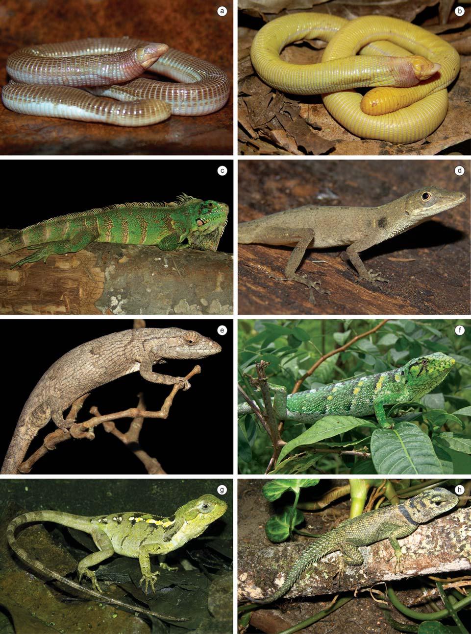 Biota Neotrop., vol. 10, no. 3 243 Amphibians and reptiles from a highly diverse area of the Caatinga domain Figure 9. Reptile species found in the region of CPI.