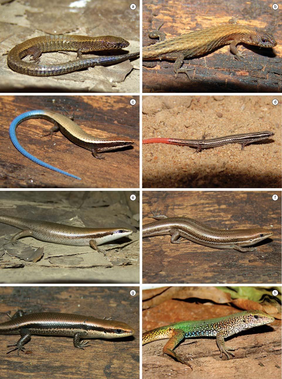 Biota Neotrop., vol. 10, no. 3 245 Amphibians and reptiles from a highly diverse area of the Caatinga domain Figure 11. Reptile species found in the region of CPI.