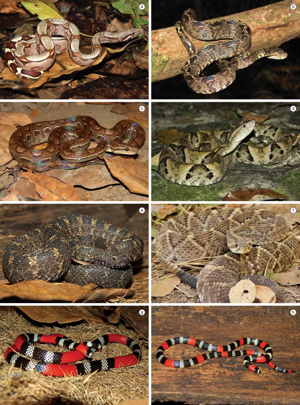 Biota Neotrop., vol. 10, no. 3 247 Amphibians and reptiles from a highly diverse area of the Caatinga domain Figure 13. Reptile species found in the region of CPI.