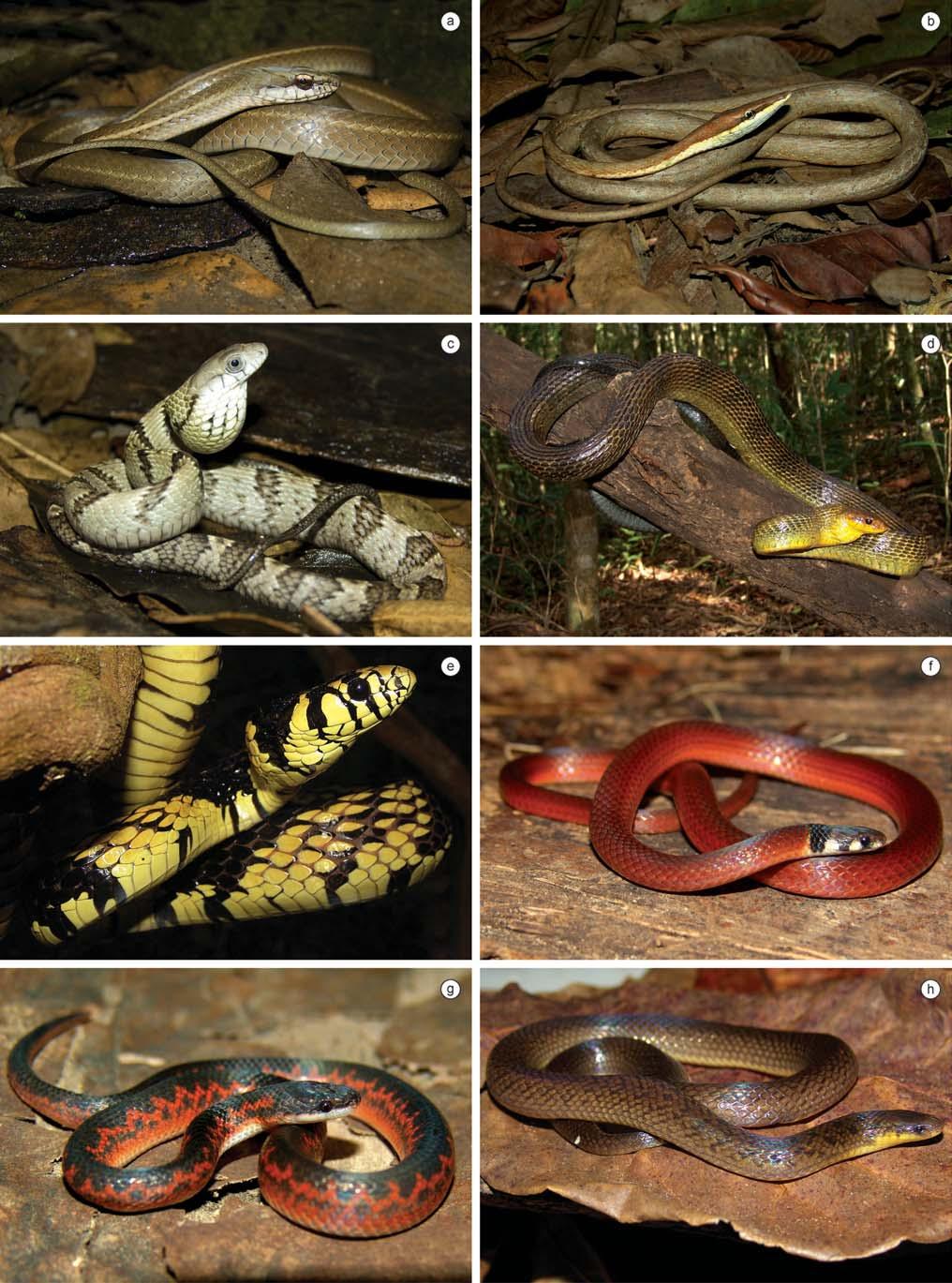 Biota Neotrop., vol. 10, no. 3 249 Amphibians and reptiles from a highly diverse area of the Caatinga domain Figure 15. Reptile species found in the region of CPI.