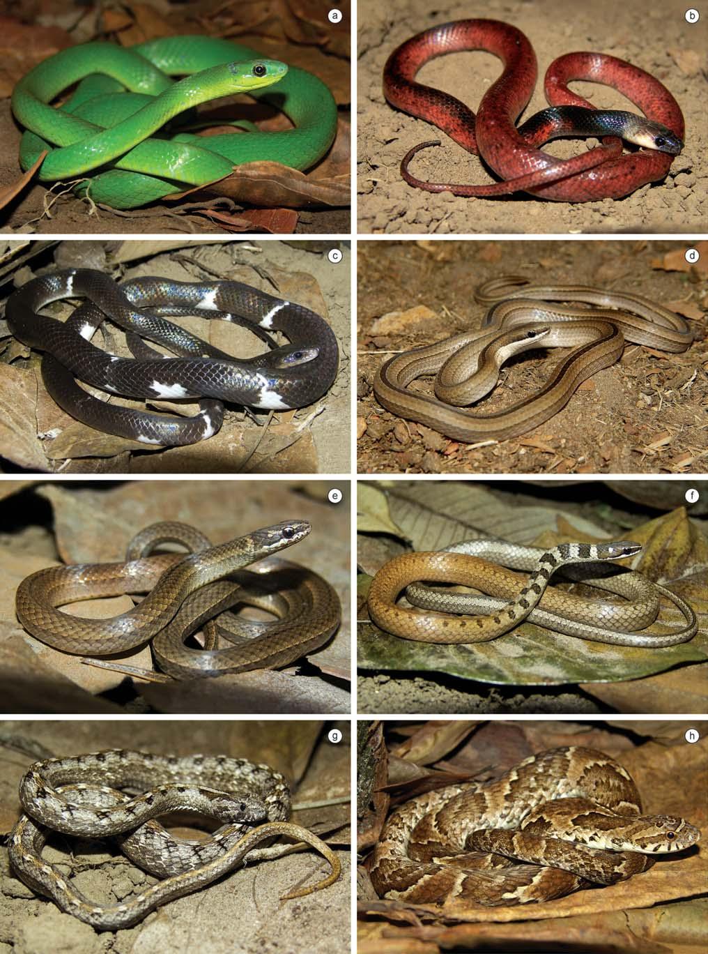 252 Biota Neotrop., vol. 10, no. 3 Loebmann, D. & Haddad, C.F.B. Figure 18. Reptile species found in the region of CPI.