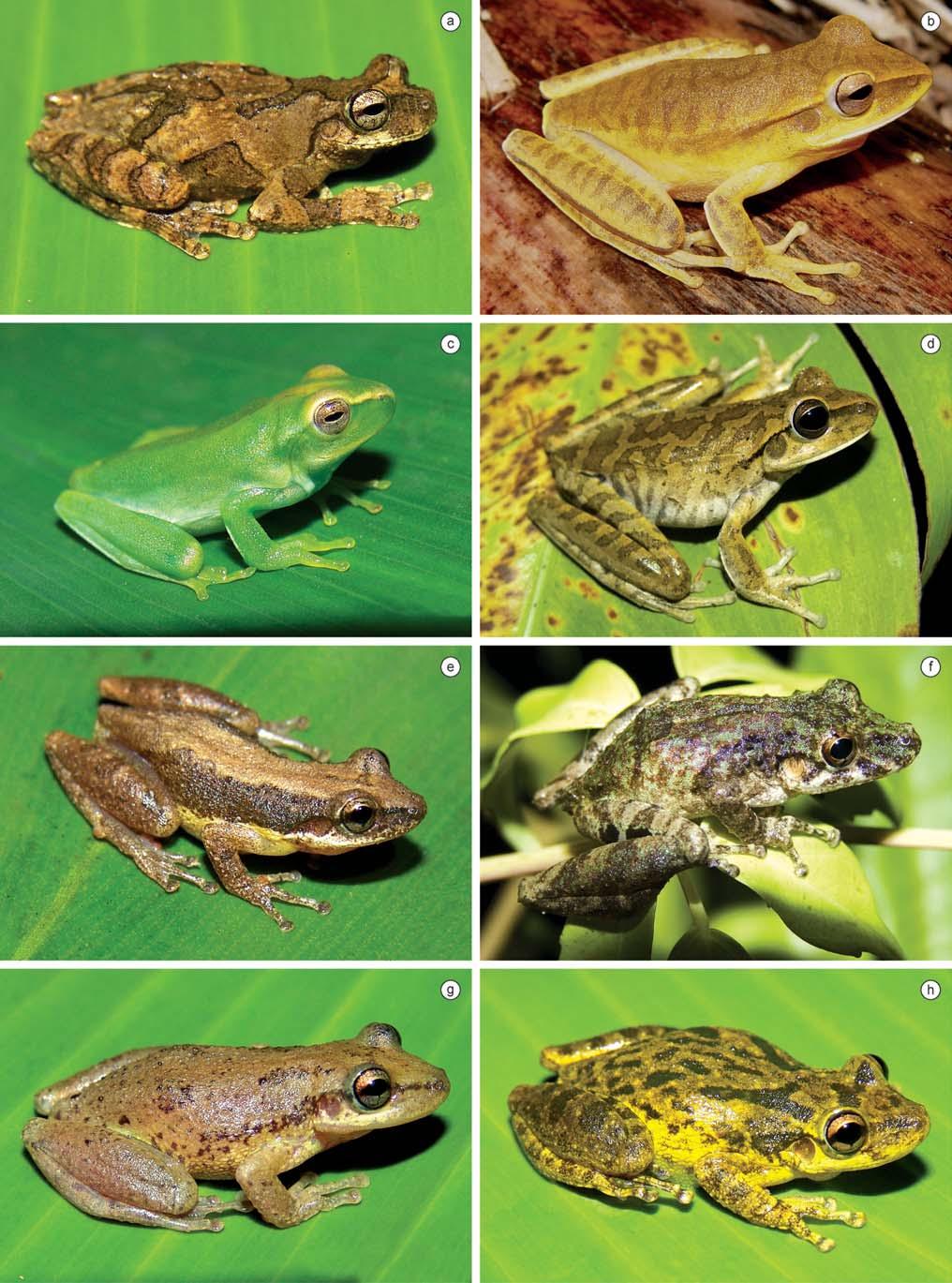 234 Biota Neotrop., vol. 10, no. 3 Loebmann, D. & Haddad, C.F.B. Figure 4. Amphibian species found in the region of CPI.