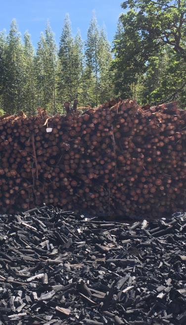 colhido, pode ser plantado novamente, criando um ciclo sustentável.