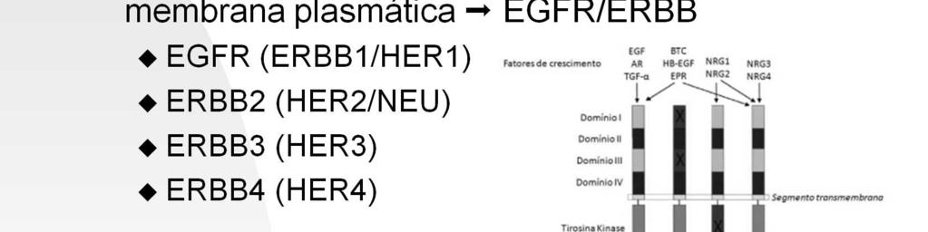 Os receptores dos membros da família EGF são conhecidos como EGFR ou ERBB, sendo constituídos por quatro representantes: (a) EGFR (também chamado ERBB1 ou HER1); (b) ERBB2 (também chamado HER2 ou