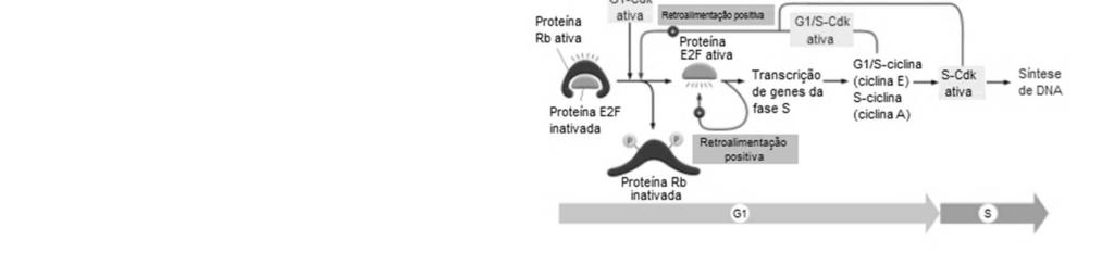 Ras e Myc são proteínas expressas por proto-oncogenes de mesmo nome (RAS e MYC). Cdk=quinases dependentes de ciclina.