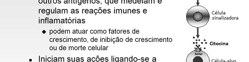 Na imunidade adquirida, as citocinas estimulam a proliferação e a diferenciação dos linfócitos estimulados pelos