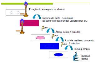 COLORAÇÃO DE ZIEHL-NEELSEN Fucsina Fenicada