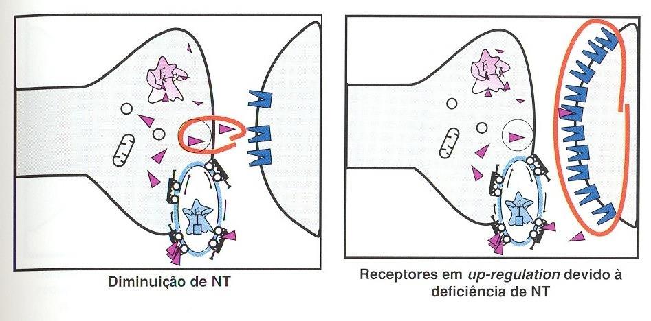 MECANISMOS DE AÇÃO DOS ANTIDEPRESSIVOS Atuam diretamente no cérebro, modificando e