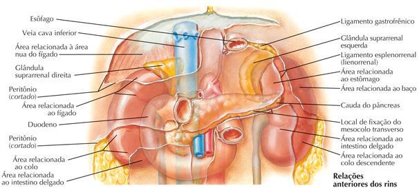 5) RINS - Localização retroperitoneal.