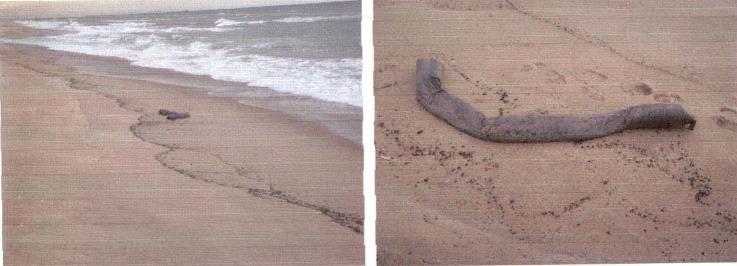 A barreira de absorção navegou até a praia do Sossego (Figura 11), espalhando flocos de barreiras em uma extensão aproximada de um quilômetro.