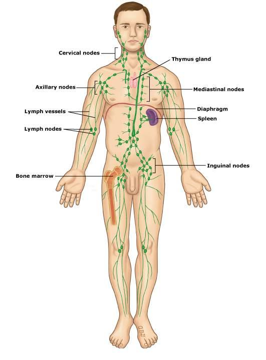 5. SISTEMA LINFÁTICO Formado por capilares, vasos e linfonodos 500-600 linfonodos no organismo Circula a linfa (água) Função: (1) remoção dos fluidos em