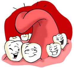 Os dentes são órgãos rijos, inseridos nas arcadas dos maxilares e da mandíbula, cada dente possui 3 porções: coroa, colo e raiz.