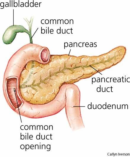 PÂNCREAS Secreta o suco pancreático (rico em bicarbonato) que é lançado no duodeno, para se