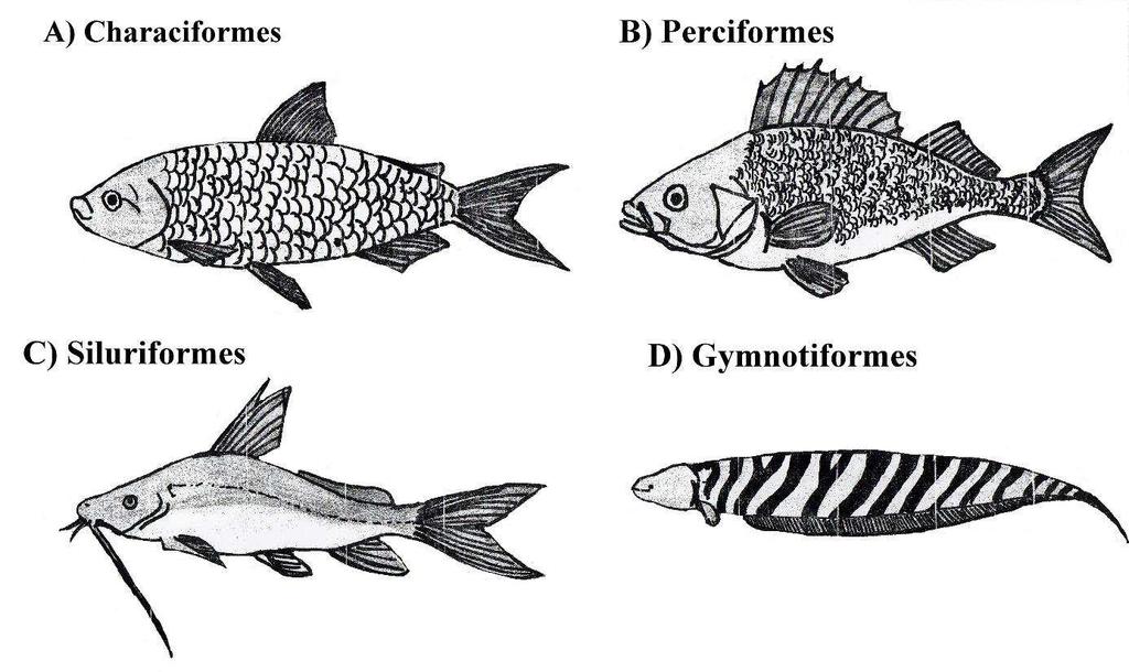 Ilustração 1: Principais ordens de peixes de água doce. Ordens Characiformes (A), (B) Perciformes (B), Siluriformes (C), Gymnotiformes (D). Fonte: SCHERER J.B. (2016) 2.