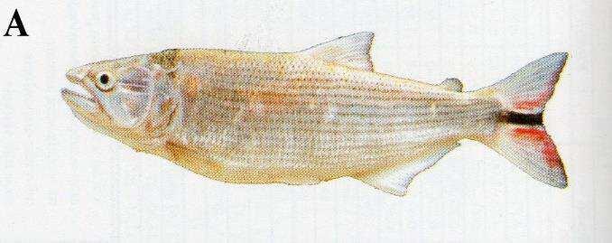 obtusidens, Brycon orbignyanus e Pseudoplatystoma corruscans, já as espécies sedentárias mais importantes da bacia são representadas por grupos taxonômicos de pequeno porte tais como os lambaris do