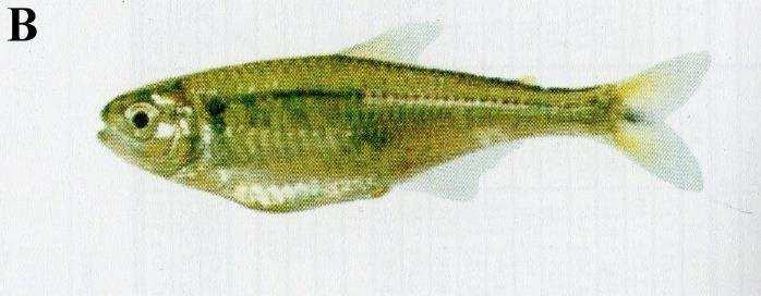 B) Exemplar de Bryconamericus stramineus; espécie de curta migração. Fonte: NAKATANI et al., 20