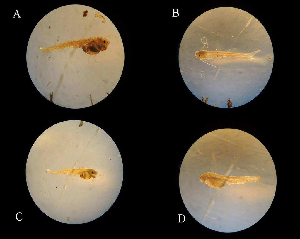Ilustração 4: Fotos das larvas de peixes coletadas durante o estudo realizado no Rio Uruguai, Porto Vera Cruz, RS/Brasil, no período de julho de 2015 a junho de 2016.