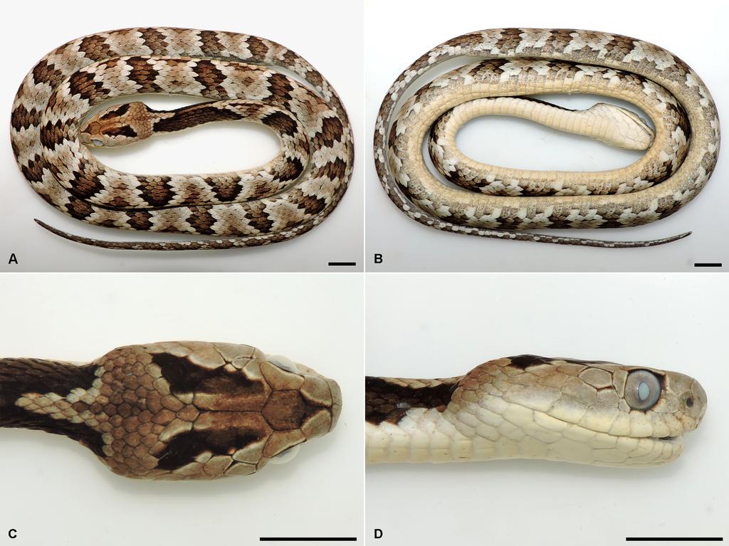 810 Adriano L. Silveira et al. Figure 2. Dipsas albifrons ( 3636) preserved in alcohol, collected in Floresta Estadual do Uaimii, Ouro Preto, Minas Gerais.