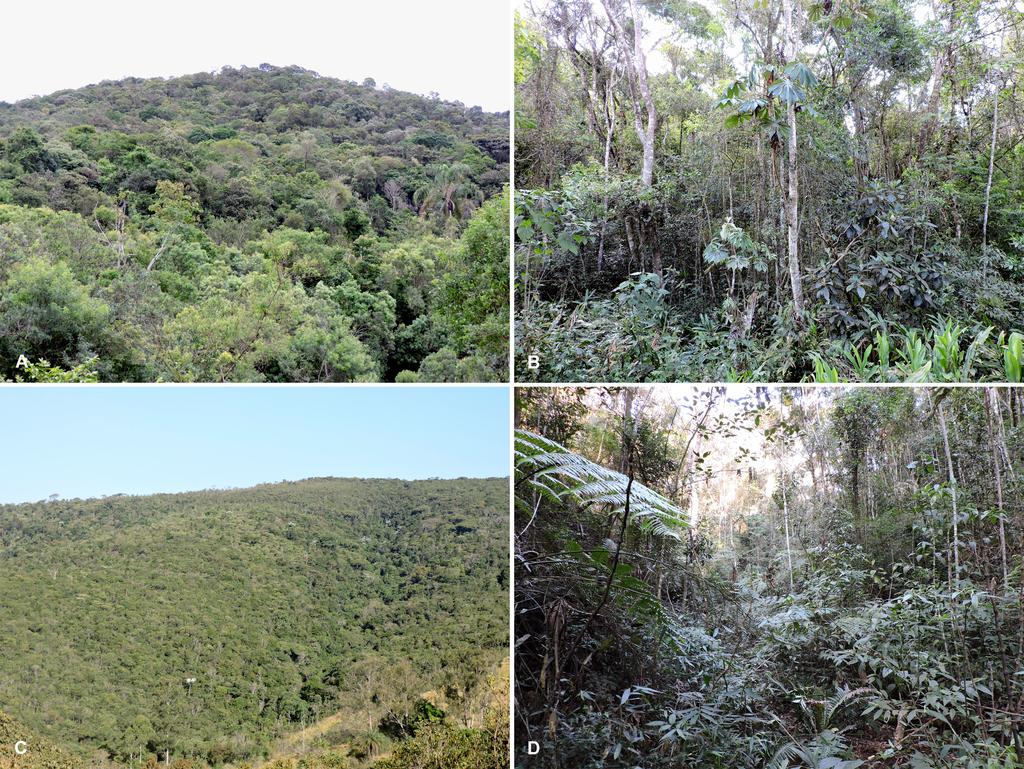 For the definition of mountain complexes in Minas Gerais, the Quadrilátero Ferrífero and Serra do Espinhaço are considered distinct relief units based on geomorphology (Dorr II, 1969; Saadi, 1995).