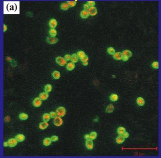 Proliferation 11 h Micro-colonies 48