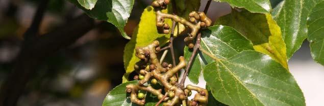uva-do-japão (Hovenia dulcis) Nativa do leste asiático. Como se torna invasora?