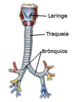 d) Traqueia Mede no adulto +/-12 cm de comprimento, formada por anéis cartilaginosos,