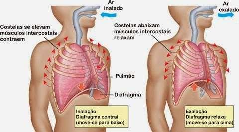 MECÂNICA RESPIRATÓRIA Os pulmões podem encher ou esvaziar, dependendo da ação dos músculos intercostais e do diafragma.