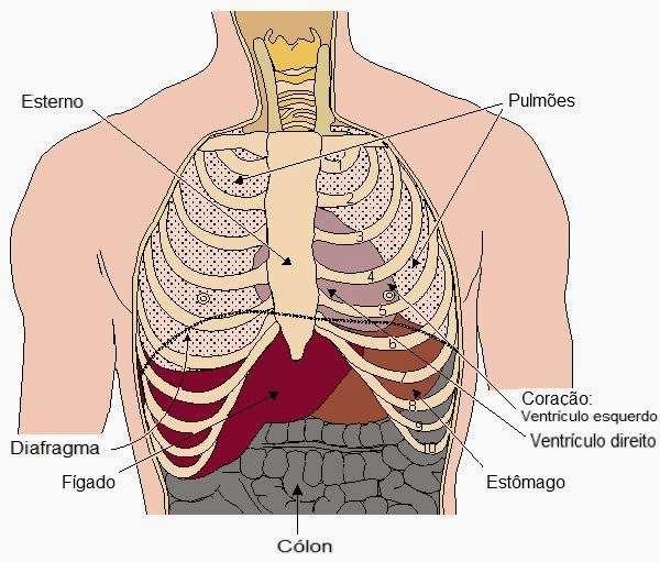 SISTEMA RESPIRATÓRIO Os dois pulmões ocupam a cavidade torácica, limitada ventralmente pelo esterno, dorsalmente pela coluna vertebral, lateralmente pelas costelas e inferiormente por um